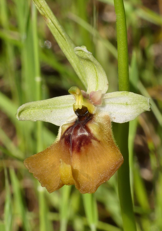 Ophrys lacaitae tra introgressioni e forme ibride  Molise 2023.